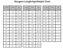 original sturgeon derby sturgeon chart