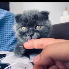 ares the licker british shorthair cat life cats of instagram
