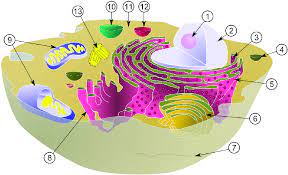 Cell size is important for the cell process because if the cell size is different it will change the way everything else is. Diagram Of A Typical Eukaryote Cell Of Size 10Âµm The Cytoskeleton Download Scientific Diagram