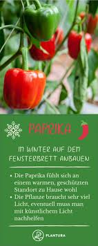 12 Pflanzen Die Auf Dem Fensterbrett Gedeihen Auch Im Winter Paprika Im Winter Konnen Viele Pflanzen Nicht Drau Fensterbrett Wintergemuse Anbauen Pflanzen