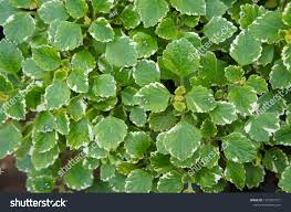 Image result for Plectranthus fruticosus