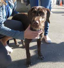 This is only a little bit of a roadblock because they also have an agreeable nature and are relatively easy to train. Dog Of The Day Colt The German Wirehaired Pointer Labrador Retriever Mix The Dogs Of San Francisco