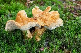 Image result for Dentinum repandum