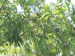 Image result for Annona reticulata