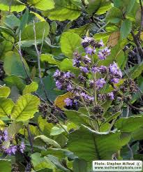 Image result for Wigandia urens