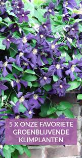 Ook in de winter groen! 5 X Groenblijvende Klimplanten Klimplanten Schaduwtuinplanten Groenblijvende Tuin