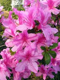 Azaleas Flower Garden Azaleas Flowers Bouquet