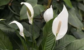 Maybe you would like to learn more about one of these? Care Spathiphyllum Propagation And Location Of The Peace Lily