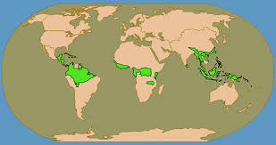 There are two types of rainforests, tropical and temperate. Climate Region Tropical Rain Forest