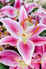 Children are often associated with family, which makes lilac, hyacinth and gardenias part of the collection of flowers meaning family. 50 Flowers With Surprising Meanings Meanings Of Flowers
