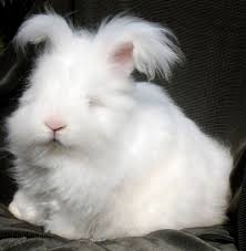 Pedigreed English Angora Lionhead And Lop Rabbits Pet Rabbit Cute Baby Bunnies Albino Animals