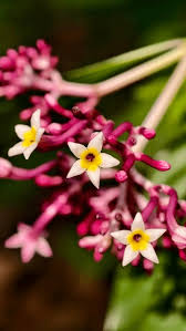 Image result for Chassalia parvifolia
