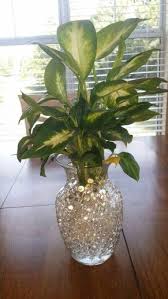 Dieffenbachia Growing In Clear Water Beads Hydrogel Crystalsoil Plants Plant Decor Water Beads