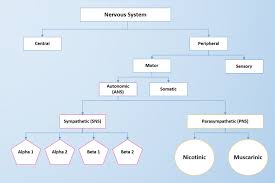 Nervous system answer key worksheets kiddy math. 4 2 Autonomic Nervous System Basics Nursing Pharmacology