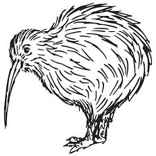 Á Cute Kiwi Birds Stock Drawings Royalty Free Kiwi Bird Download On Depositphotos Kiwi birds are blind and hunt by smell. á cute kiwi birds stock drawings