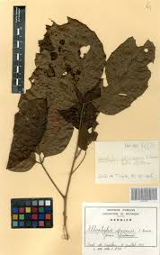 Image result for Allophylus africanus