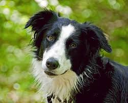 Black And White Herding Dog Breeds Black White Page 2 English Shepherd Club English Shepherd Black And White Black