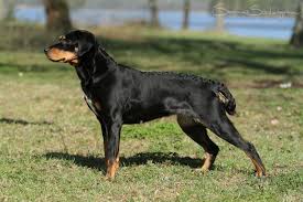 Black And Tan Coonhound For Sale Near Me Smaland Stovare Smaland Hound Pet Dogs Hound Dogs