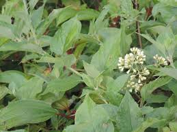 Image result for Microglossa