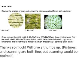 Check spelling or type a new query. Plant Cells Review The Images Of Plant Cells Under Chegg Com