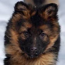 Adelhertz german shepherds 2491 sedona dr, ramona, ca 92065 phone: Grasso Dog Training And Shepherds