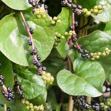 Image result for Basella