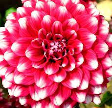 High Altitude Gardening Dahlia Dilemmas Beautiful Flowers Flowers Perennials Flower Garden