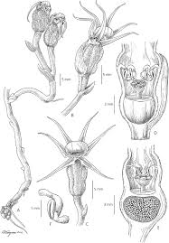 Image result for Strombosiopsis tetrandra