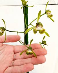 Image result for Ottelia exserta