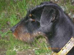 D'une part, les chiens qui chassent à vue, reconnus pour leur rapidité. Accueil Elevage De La Dent Dure Eleveur De Chiens Terrier De Chasse Allemand