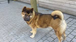 Lili Belgie Akita Dog Animals And Pets Dogs