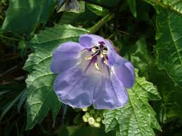 Image result for Nicandra
