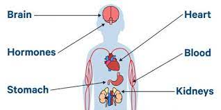 Effects Of Lead On Human Body Assignment Point