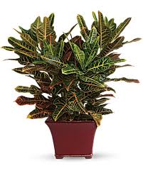 Image result for Croton