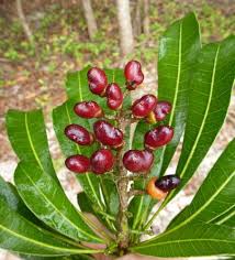 Image result for Anacardiaceae