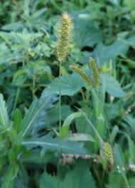 Image result for Setaria pseudaristata