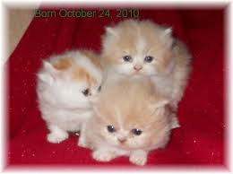 Kittens are priced around 4 weeks after they are born. Napoleon Munchkin Kittens Beautiful Little Kitties Munchkin Kitten Cats And Kittens Kittens