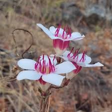 Image result for Strophanthus welwitschii