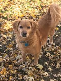 Oak tree goldens, llc is an ethical and responsible golden retriever breeding business currently located in the boise,. Boise Id Golden Retriever Meet Izzy A Pet For Adoption