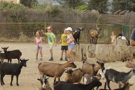 Driving through safari madrid, visitors will come across a surprising and enriching landscape packed. Safari Madrid Un Trocito De Africa En Aldea Del Fresno Planesconhijos Com