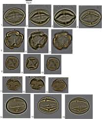 Image result for Diospyros abyssinica