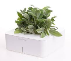 Water containers when the soil is dry to the touch. Grow Lamb S Ear Garden Sage Coriander And Parsley With Click Grow