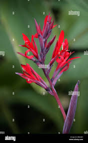 Image result for Aframomum polyanthum