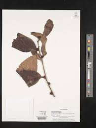 Image result for Olax pentandra