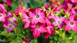 Image result for Nicotiana