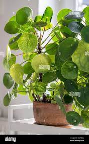 Image result for Pilea angolensis