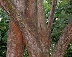 Image result for Cordia mukuensis