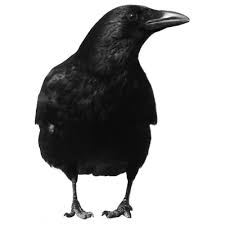 Crow Large Front Crow Png Png Images