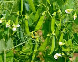 Zuckerschoten Zuckererbsen Pflanzen Pflegen Und Ernten Mein Schoner Garten