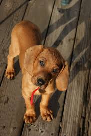 It may be used to hunt raccoon, deer, bear, boar, cougar, or other large game. Redbone Coonhound Vs Bluetick Coonhound Breed Comparison